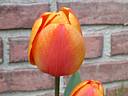 tulipa2226.jpg