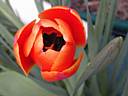 tulipa2229.jpg