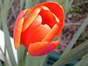 tulipa2230.jpg