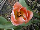 tulipa2234.jpg