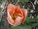 tulipa2235.jpg