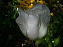 tulipa2259.jpg