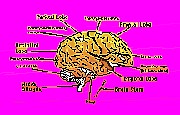 brain picture