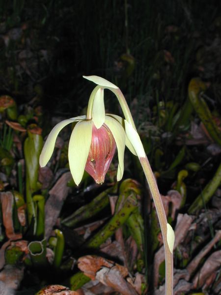 darlingtonia_californica.jpg