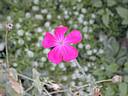 lychnis_coronaria1905.jpg