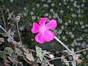 lychnis_coronaria1906.jpg