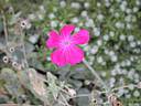 lychnis_coronaria1909.jpg