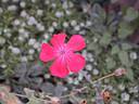 lychnis_coronaria1924.jpg