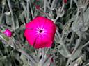 lychnis_coronaria2354.jpg