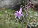 tulbaghia_violacea1904.jpg